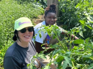 Two volunteers harvesting tomato plants