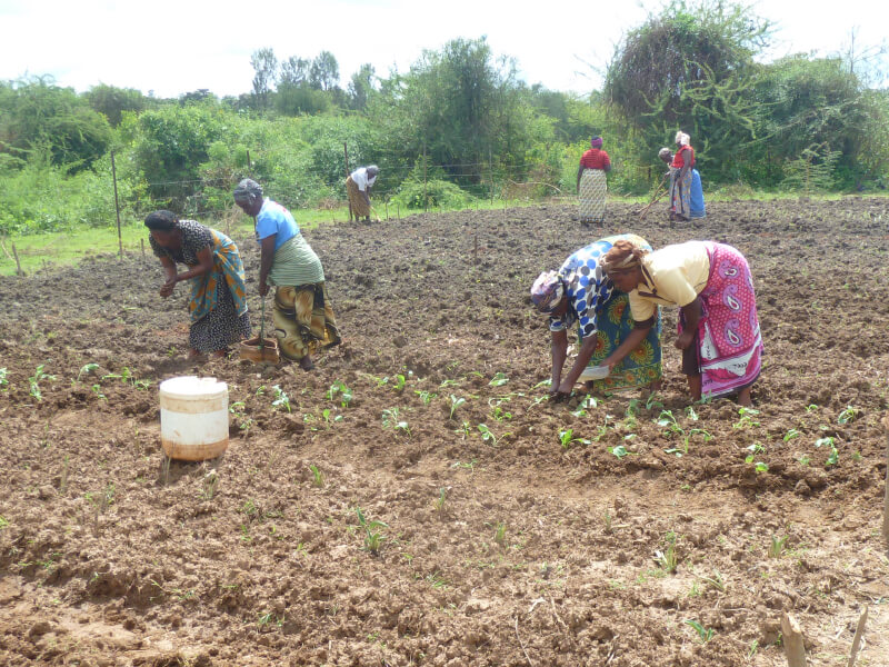 Farmers working together in a rural field under sunny weather.
