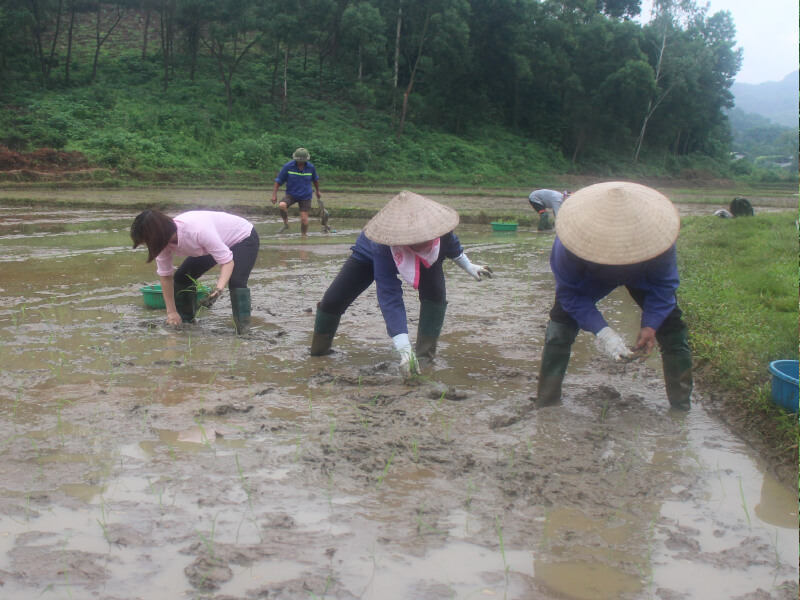 People planting rice seedlings in a flooded paddy field.