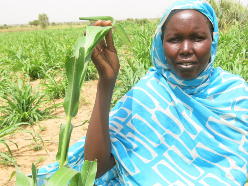 Increasing Household Food Security in South Darfur, Sudan 2020 ...