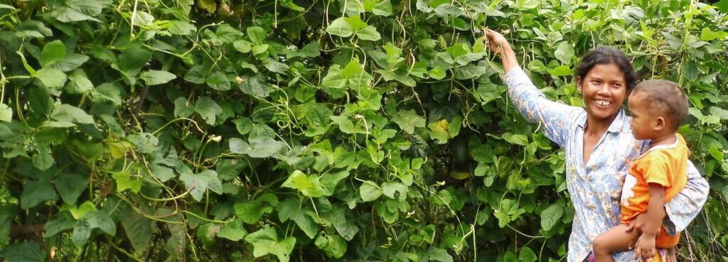 Dense green foliage with large, heart-shaped leaves.