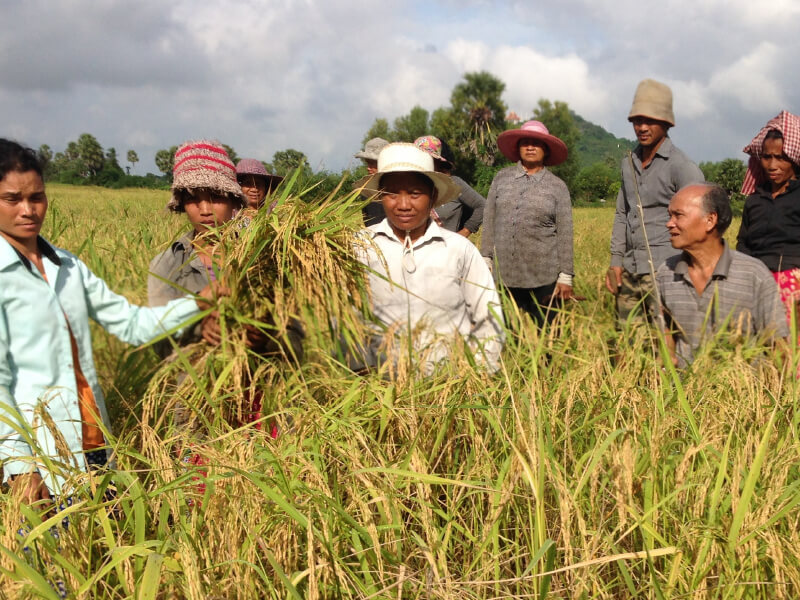 Farmers harvesting rice in a lush green field under a cloudy sky.