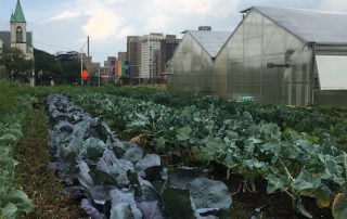 Urban garden with rows of vegetables near greenhouses and buildings.