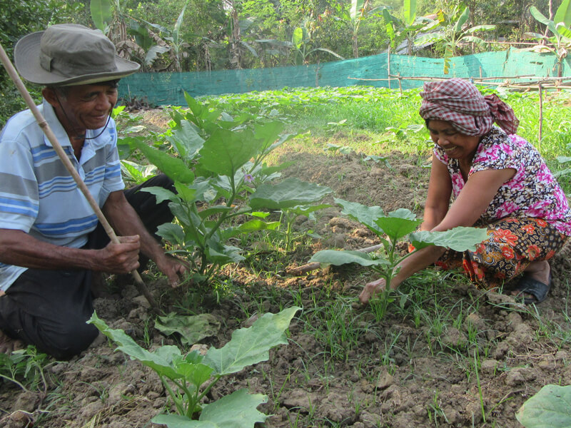 Two people tending plants in a garden on a sunny day.