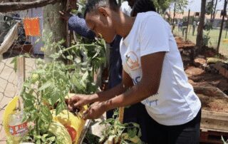 A woman tends to plants in a garden on a sunny day.